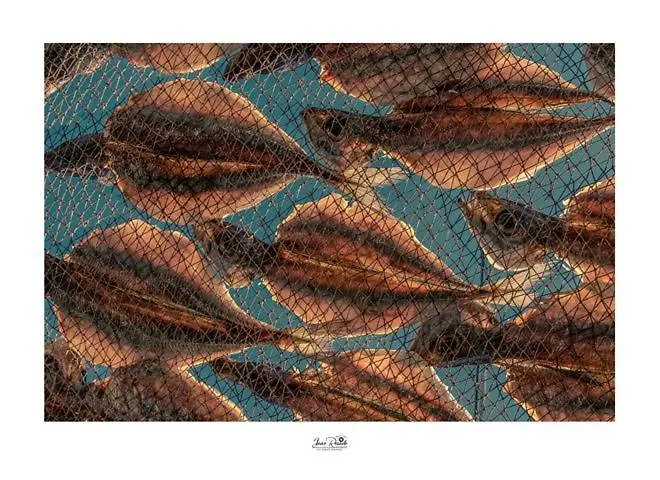 Residencia Maciel לינה וארוחת בוקר פניש